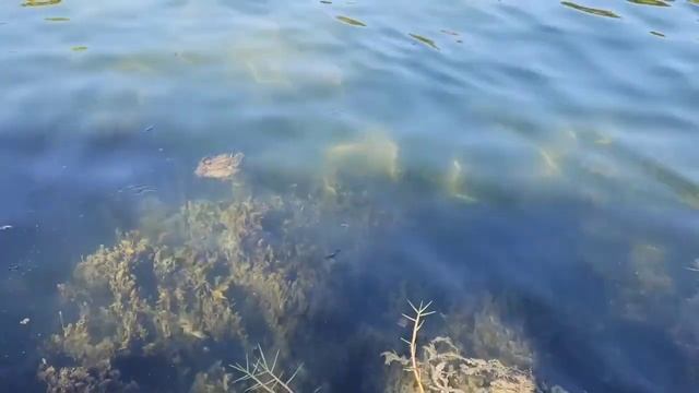 ЦЕЛЕБНЫЕ ВОДЫ ФЛОРИДЫ💚 смотреть онлайн