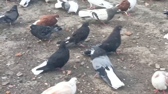 Мифы о породе голубей г.Геническа