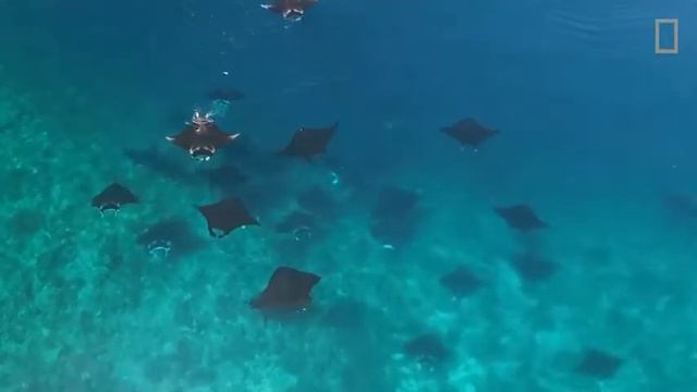 Manta rays form close friendships, shattering misconceptions смотреть онлайн