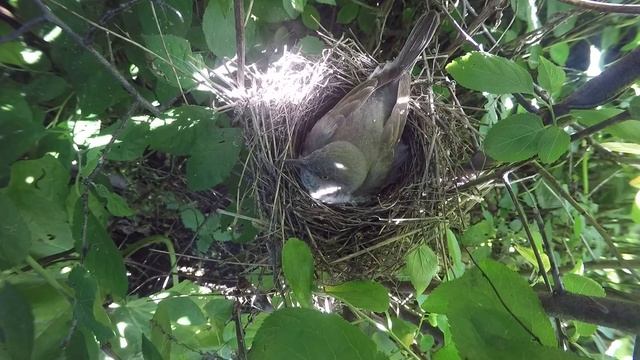 Славка Ястребиная 160613 3 в терне 0619 2 смотреть онлайн