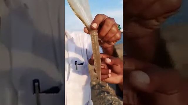 Copepods Development With SNF Activater In A Simple Way