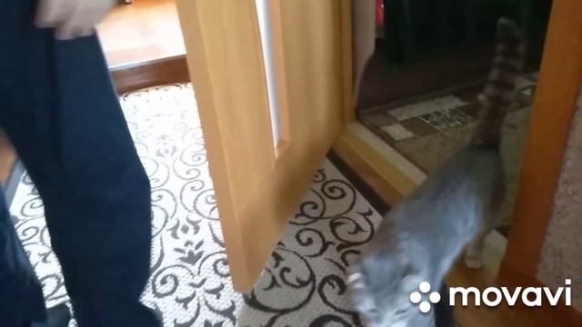 27декабря котлеты.грибочки за щучку.орхидеи.Макси.28декабря коржи к чаю. смотреть онлайн