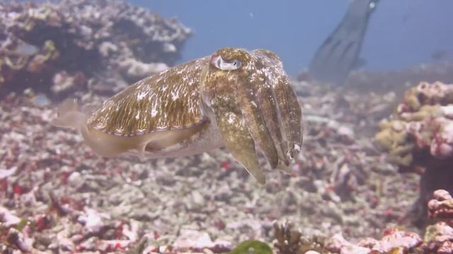 White Manta Similan 2013 смотреть онлайн
