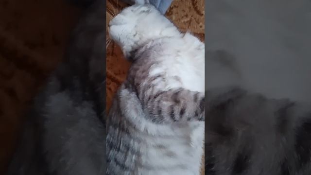 Чешим шерсть Машки, а она болдеет🐱😀 смотреть онлайн