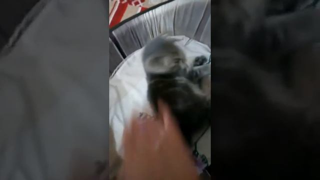 Маленькая вислоухая кошечка / Васюлькины детки / КОШКИН ЛОМ смотреть онлайн