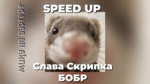 Speed up. Слава Скрипка - Бобр ( сидим с бобром за столом)
