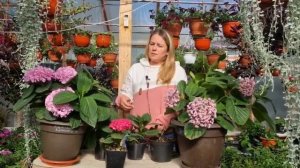 Как вырастить крупнолистную гортензию.