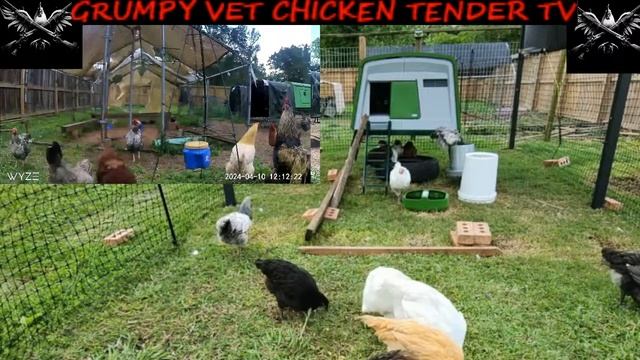 Live with Grumpy Veteran's Chicken and Pullet Flock Yards - Tune In Now! смотреть онлайн