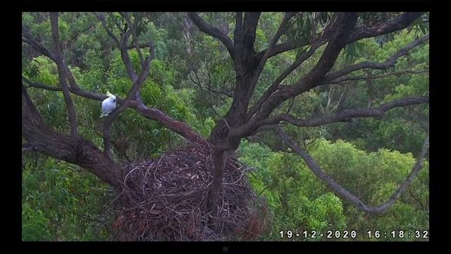 Желтохохлый какаду. Австралия. Yellow-crested cockatoo. australia.Sea-EagleCAM. смотреть онлайн