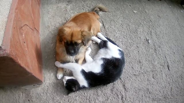 Булька умывает Найду смотреть онлайн