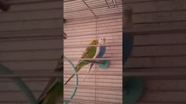 птички смотреть онлайн