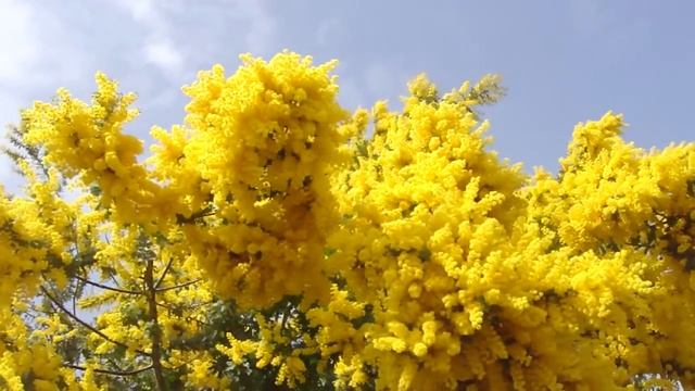 Mimosa, Acacia pycnantha (golden wattle) ミモザ (1 of 2) смотреть онлайн