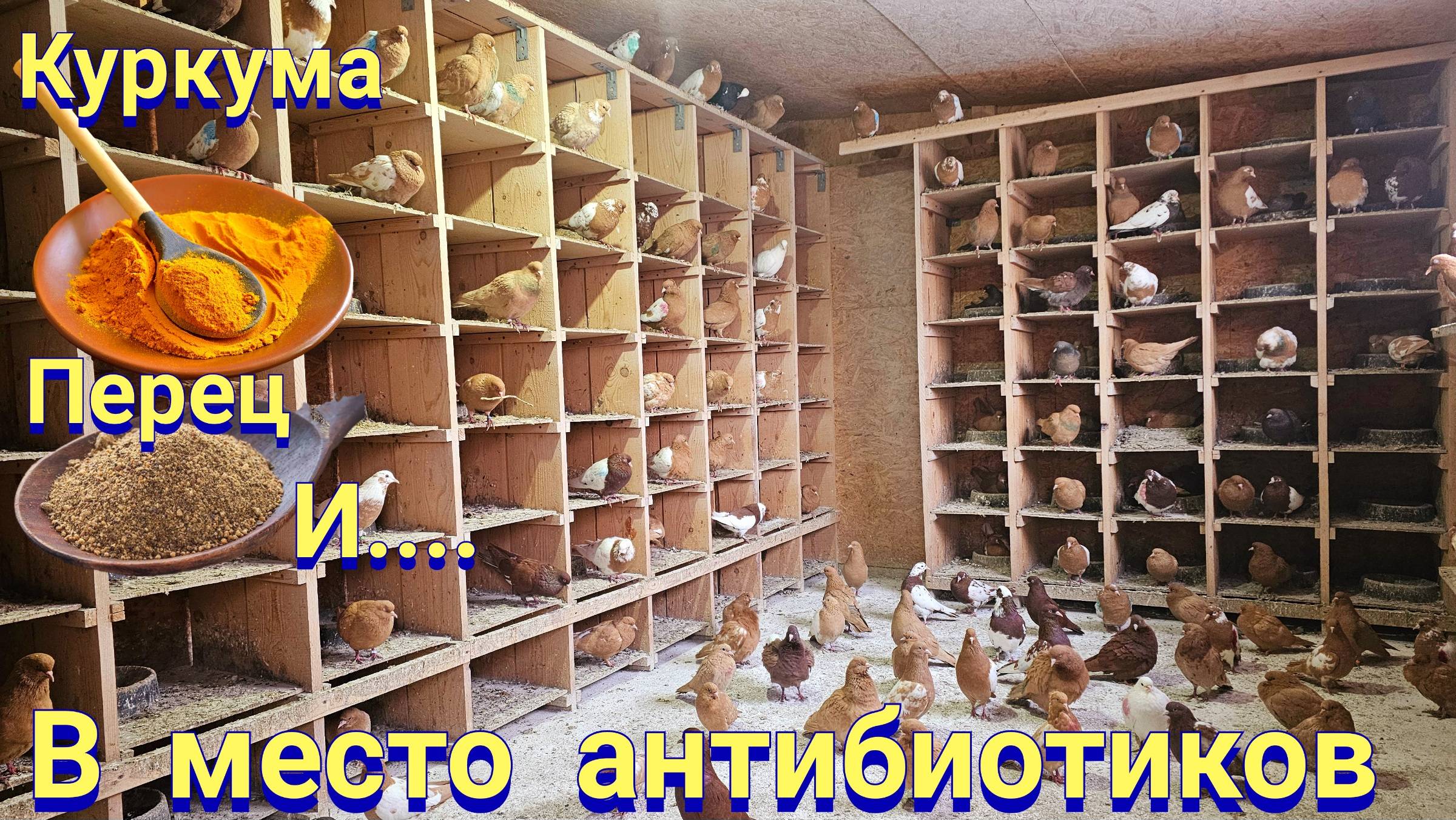 В помощь голубям смотреть онлайн