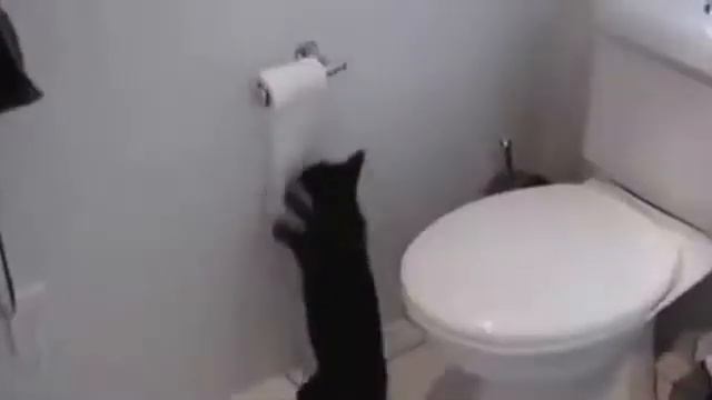 Приколы с кошками Смешные кошки #1 подборка 2013 Смотри! смотреть онлайн