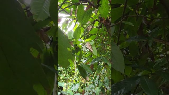Milk chocolate cacao tree in Bali - Huge seeds смотреть онлайн