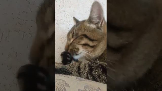 ой мороженое смотреть онлайн