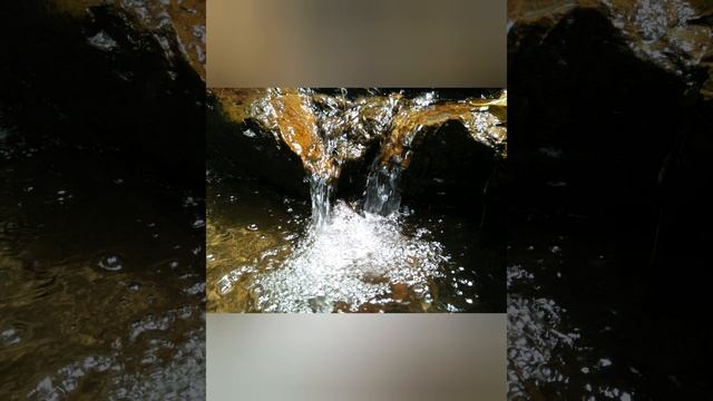 Flora and fauna смотреть онлайн