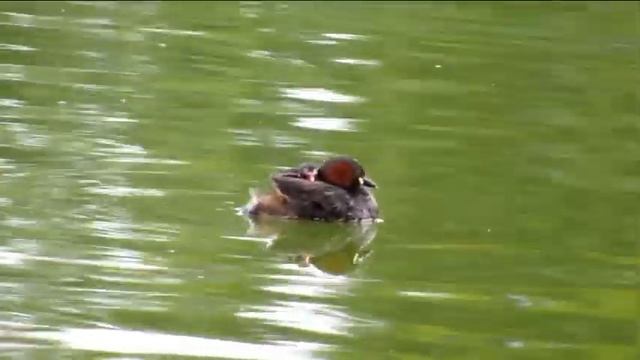 157 Potápka malá, Tachybabtus ruficollis, Little Grebe, Zwergtaucher, 2, смотреть онлайн