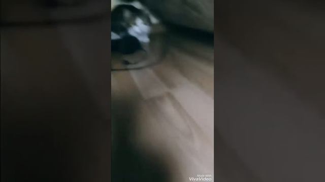 Котя-Тает Лёд смотреть онлайн