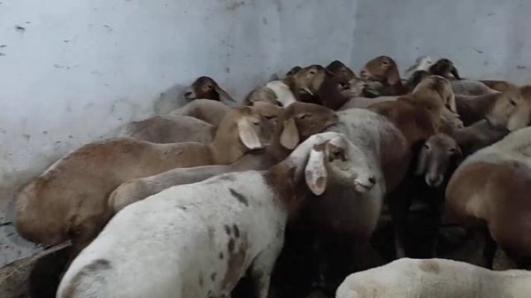 арашан авгон куйлари 904099090