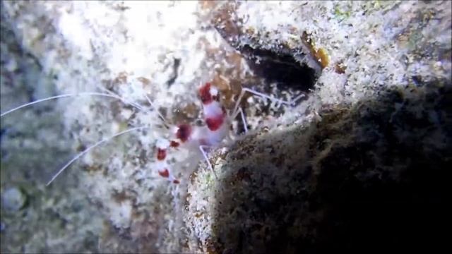 Моалбоал 2018 ночной снорк смотреть онлайн