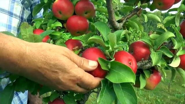 Ош облусу #Ошоблусу