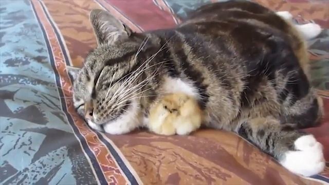 Сытый кот и цыплёнок без хлопот смотреть онлайн