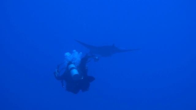 Manta Ray смотреть онлайн