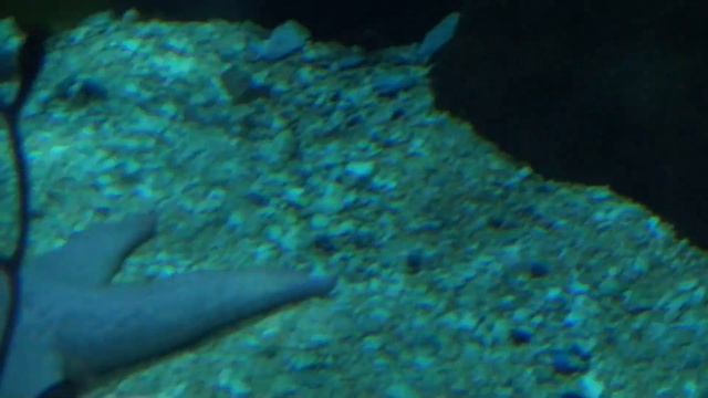 Океанариум в Валенсии акулы 12 часть смотреть онлайн