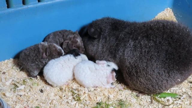 ЭТО ВАЖНО ! Что будет, если ЭТОГО не знать ? 31.07.24 Почему НАДО знать об этом? #американскийтедди