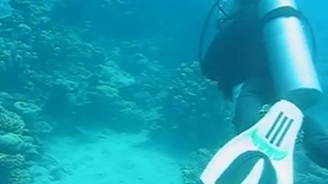 Turtle in Egypt - Marsa Alam , Houserif Camp Awlad Barak, Aquarius Diving School смотреть онлайн