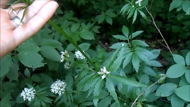 Kozlík lékařský valeriánové kapky смотреть онлайн