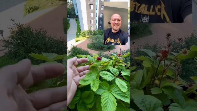 Земляника на подоконнике #питомник #тимирязевский #агроном смотреть онлайн