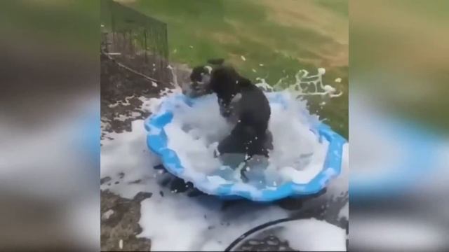 СМЕШНЫЕ ЖИВОТНЫЕ 2021 / СМЕШНЫЕ КОТЫ СОБАКИ / ЛУЧШИЕ ПРИКОЛЫ С КОТАМИ #41 смотреть онлайн