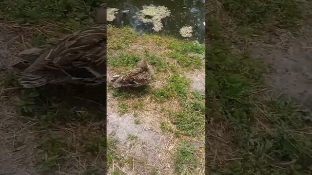 уточки и два смотреть онлайн