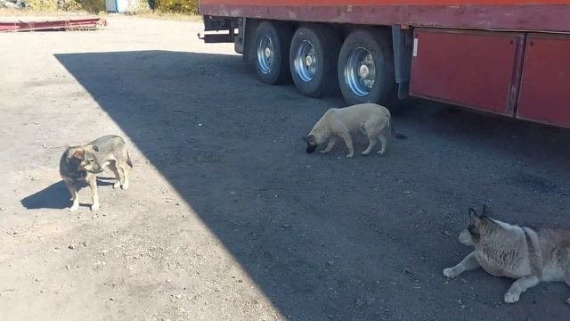 22.09.22. решили на работе сготовить лагман. смотреть онлайн