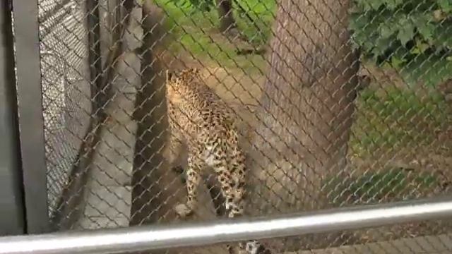 Леопарды Хищные кошки смотреть онлайн