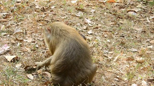 baby monkey Astra not scare cos Bonita is grandma & Anita doesn't care when Astra stay with Bonita. смотреть онлайн