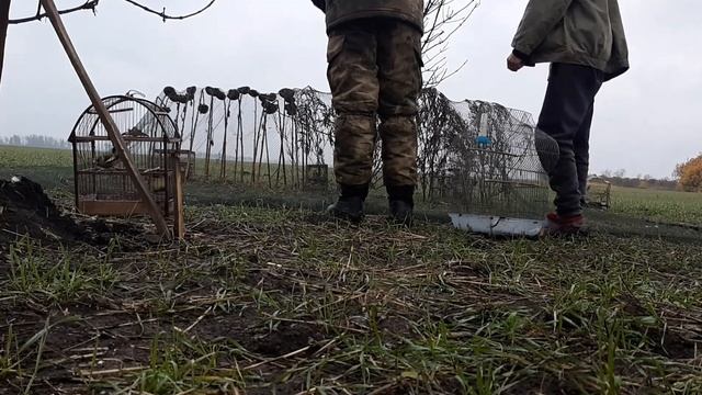 Ловля певчих птиц 1) хороший улов смотреть онлайн