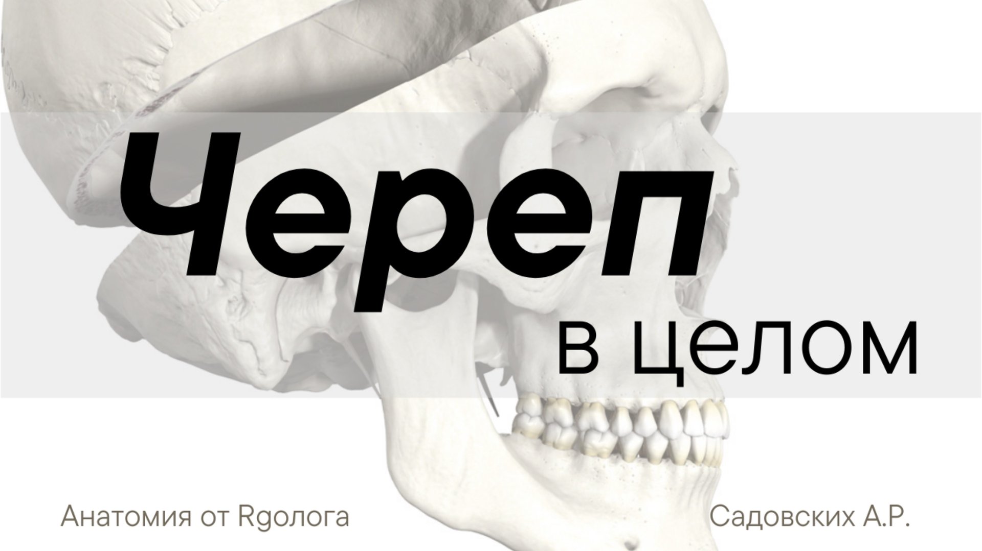 Часть 1. Боковая норма черепа (височная ямка, подвисочная ямка, крыловидно-нёбная ямка) смотреть онлайн