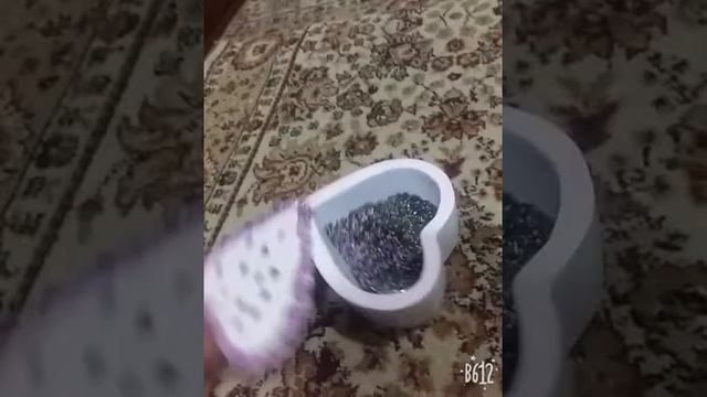 Shkatulka iz bosir смотреть онлайн