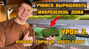 Учимся выращивать микрозелень дома. Урок 2. Рукола. Горчица. Кресс салат