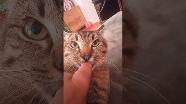 сосун????? ¿? смотреть онлайн