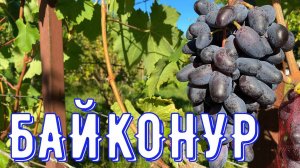 Виноград БАЙКОНУР 16.09.2023