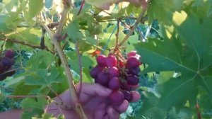 Виноград Красный зефир 🍇🍇🍇 Калугина В.М. Видео от аытора. Новинка 2023.