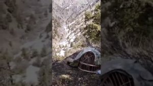 Голос кеклик Как поёт горная куропатка Keklik Chukar  Keklik sesi Keklik avi Кабки маст Кухда бурде