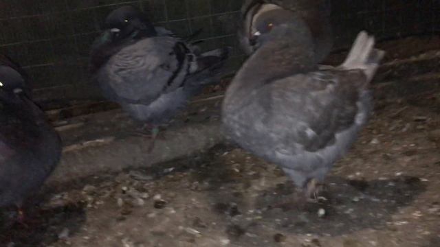 Голуби кинги KING PIGEONS 2019 смотреть онлайн