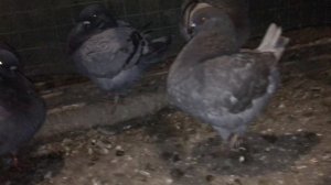 Голуби кинги KING PIGEONS 2019