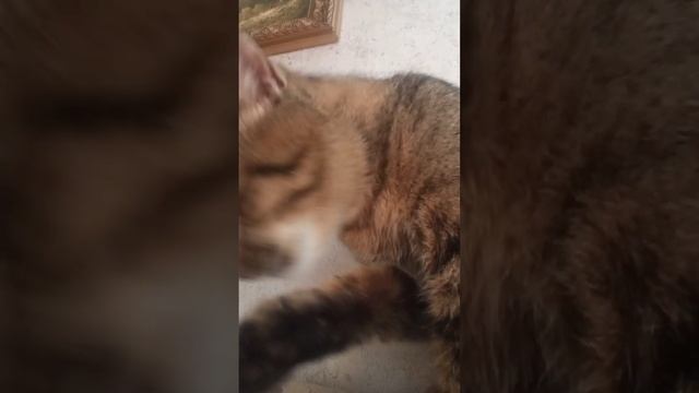 умывашки смотреть онлайн