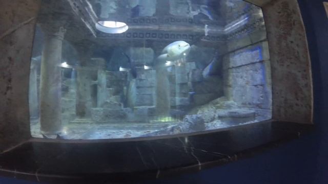 Севастопольский аквариум - немного поснимал и покажу вам... часть :-)